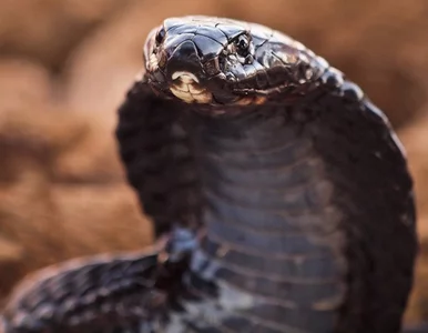 Miniatura: Dzikie węże zabijają Nigeryjczyków....