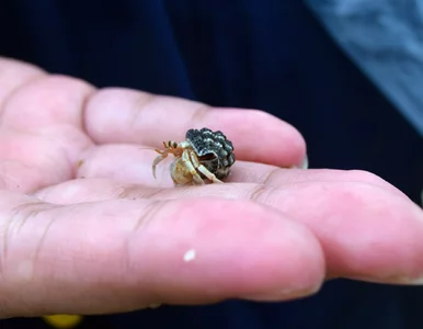 Miniatura: W palcu turysty zagnieździł się pająk....