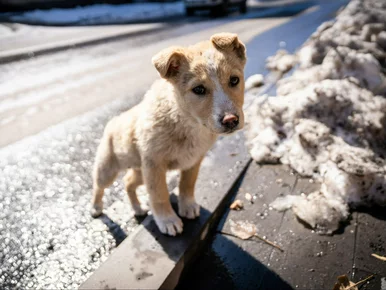 Miniatura: To szkodzi psu w czasie spaceru....