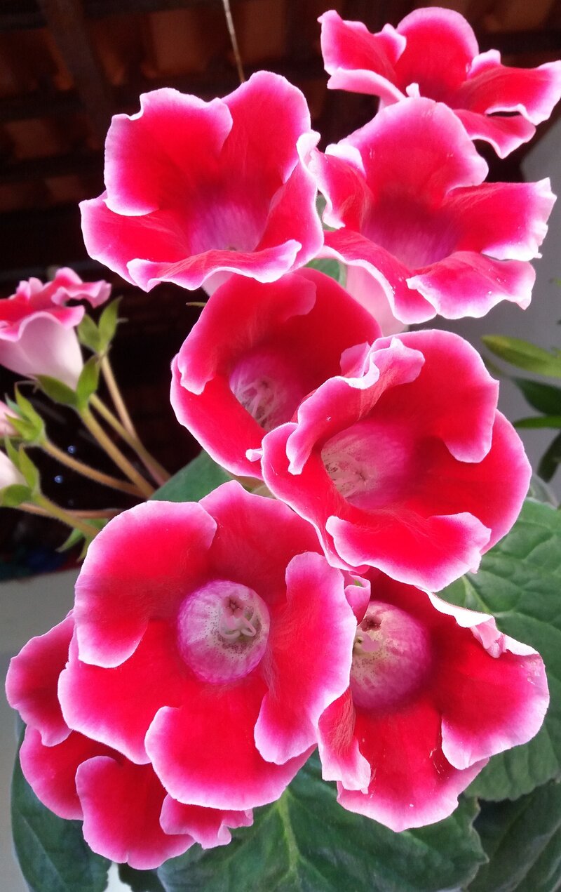 Gloksynia, Sinningia speciosa