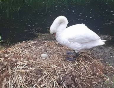 Miniatura: Łabędź umarł z powodu „złamanego serca”....