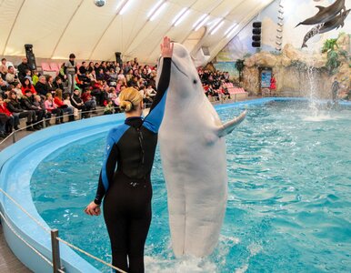 Miniatura: Koniec popularnej atrakcji dla turystów....