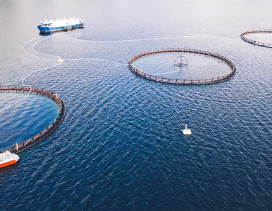 Miniatura: Groźne ryby „na gigancie”. Uciekło ponad...