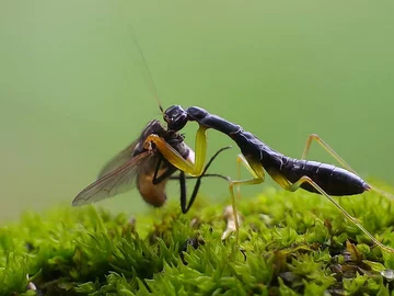 Zdjęcie autorstwa Kurito Afsheena 