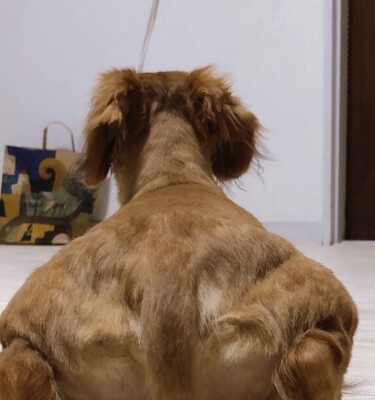 Miniatura: Wyjątkowo muskularny pies z ogonem na...