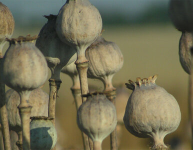 Miniatura: Rekordowa produkcja afgańskiego opium