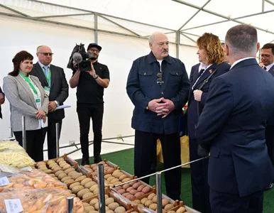 Miniatura: Łukaszenka chce stworzyć „superziemniaka”....