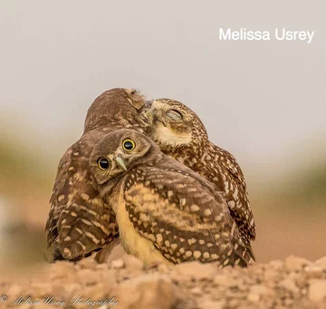 Finaliści konkursu Comedy Wildlife Photography Awards 