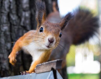 Miniatura: Małe wiewiórki znikają z lasów....