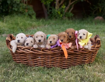 Psy rasy Golden Retriever 