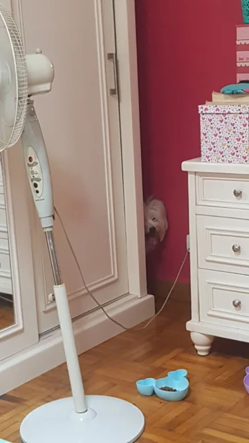 #hiddendogchallenge. Potrafisz znaleźć czwronoga? 