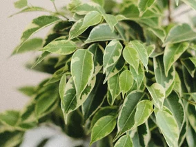 Miniatura: Jesień w domu i figowiec traci liście? Oto...