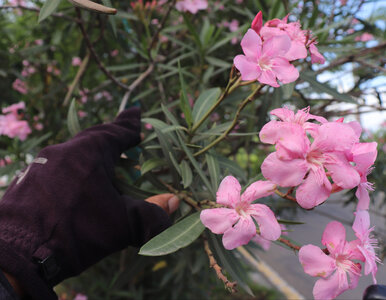 Miniatura: Zrób to z oleandrem w październiku. Wiosną...