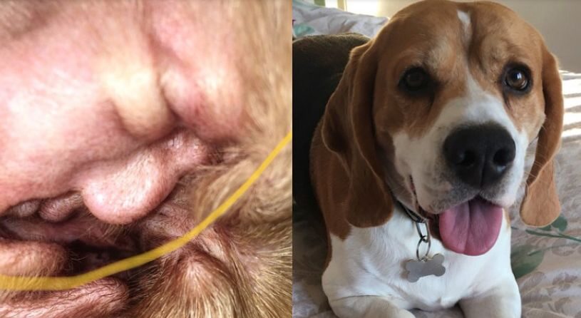 Twarz Donalda Trumpa w uchu beagle'a? 