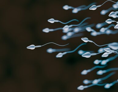 Plemniki – budowa, spermatogeneza, jak długo żyją