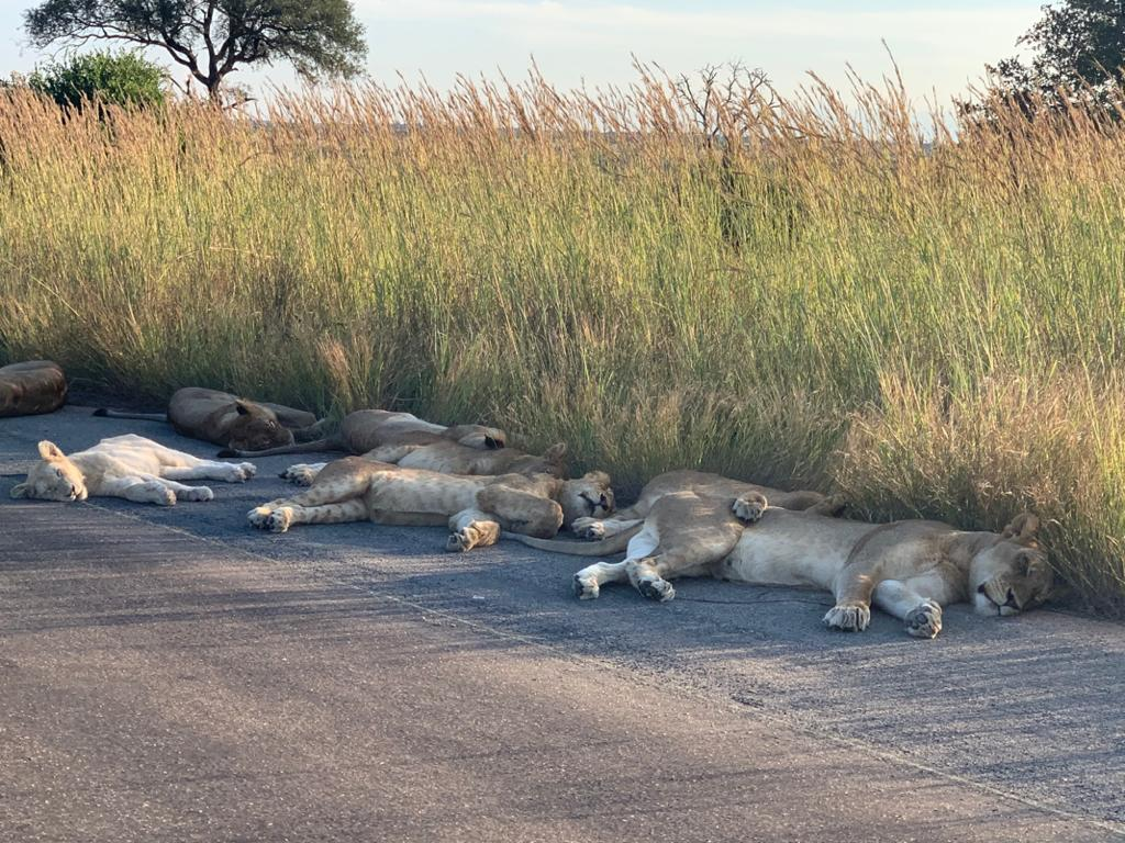 Lwy na drodze w Parku Narodowym Krugera 
