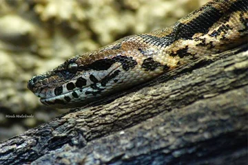 BOA DUMERILA-Acrantophis dumerili