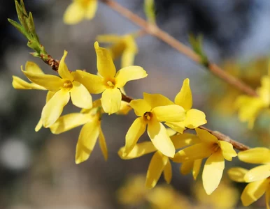 Miniatura: Na wiosnę jedz kwiaty forsycji. To jedno z...