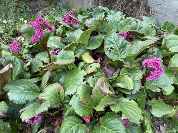 Bergenia sercolistna. Odporna na&nbsp;ślimaki urocza roślina do&nbsp;cienia
