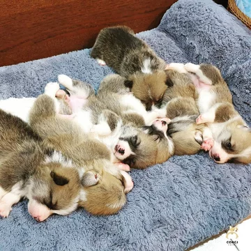 Psia kawiarnia w Bangkoku 