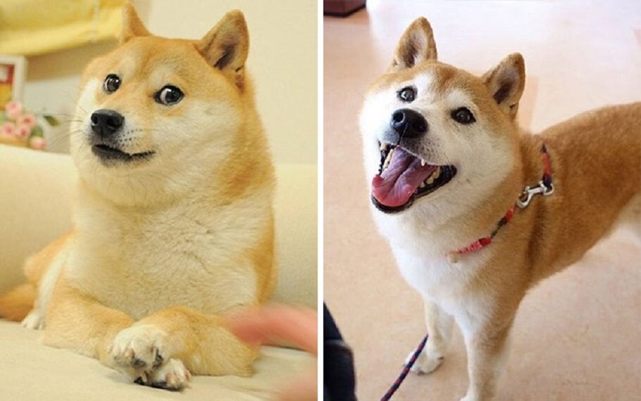 Pieseł (Doge) Mem zyskał popularność w 2013 roku, kiedy fotografię psa wrzucił do sieci nauczyciel Atsuko Sato. Przedstawia psa rasy Shiba inu. Umieszczane wokół niego teksty mają przedstawiać wewnętrzne monologi psa. Polska nazwa mema została stworzona przez Randalla Kieślowskiego na jego profilu na Facebooku.