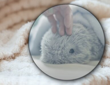 Miniatura: Nie szczeka, nie miauczy, a reaguje na...