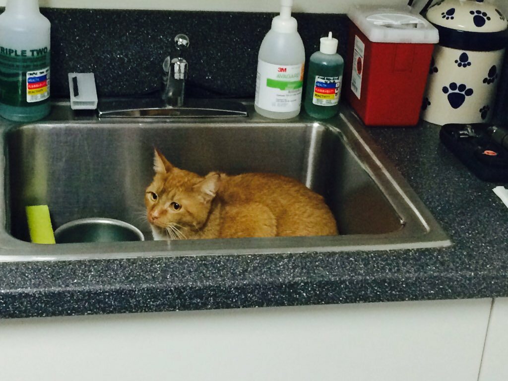 Tried cat. Коты прячутся от ветеринаров. Кот спрятался в раковине. Кошка спряталась в раковину. Кот рекомендует.