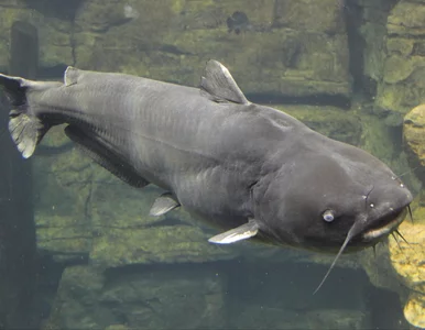 Miniatura: Wędkarz pobił rekord o ponad 10 kg....