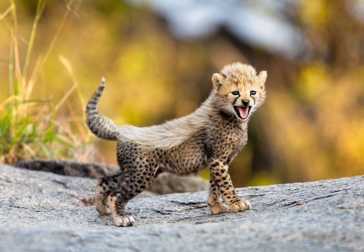 Mały gepard 