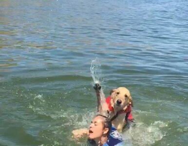 Miniatura: Pies próbował utopić dziewczynę w...