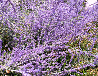 Miniatura: Perowskia łobodolistna  – ostatnia szansa...