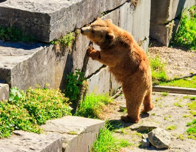 Miniatura: Niedźwiedzie na ulicach Kanady. Opanowują...