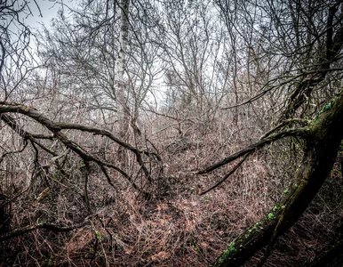 Miniatura: Nowy rezerwat przyrody nad morzem....