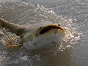 Miniatura: Taką rybę wędkarze wyciągnęli...