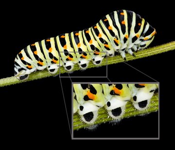Gąsienica, Papilio machaon