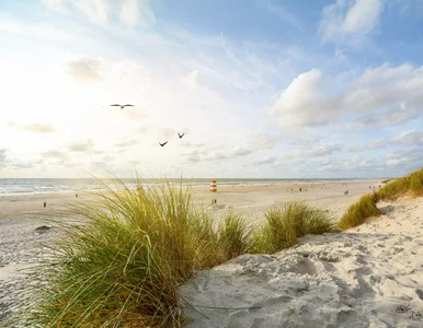 Miniatura: Setki kulek na bałtyckich plażach. Są małe...