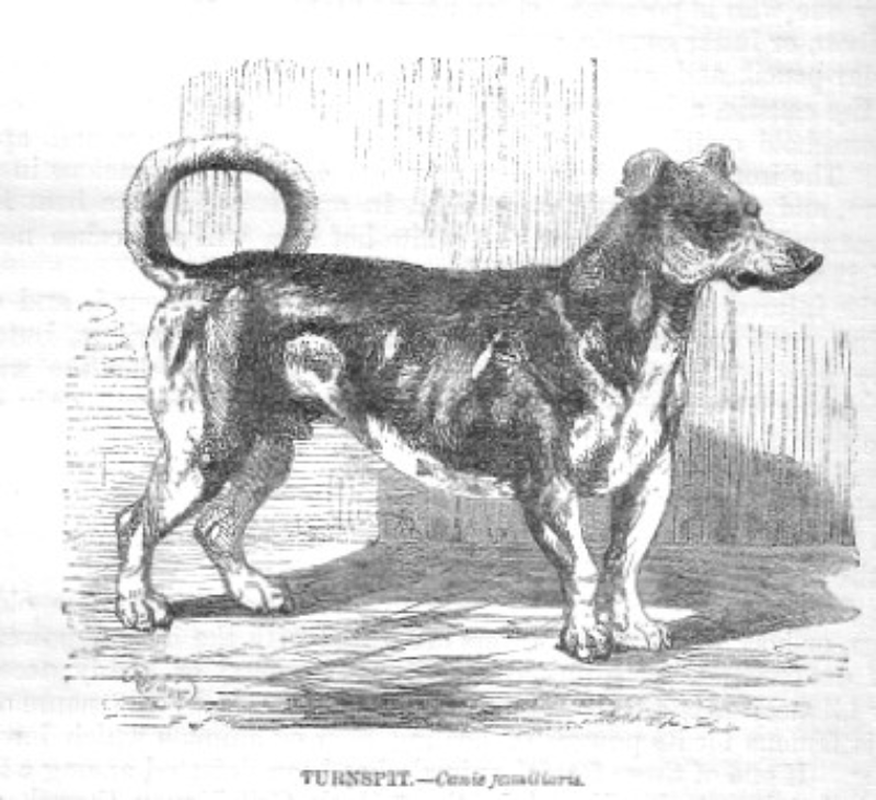 24. Turnspit dog Pies z krótkimi nogami i długim ciałem. Były wykorzystywane do biegania w specjalnym kole, które sprawiało, że ruszt z mięsem obracał się i było ono równomiernie przysmażone.