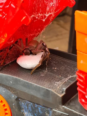 Pająk z rodziny spachaczowatych, pilnujący kokona z jajami młodych 