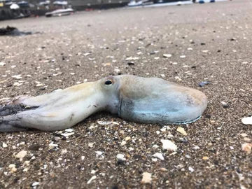 Inwazja ośmiornic na walijskiej plaży 