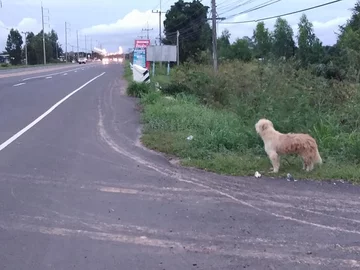 Pies, który czekał na właściciela 