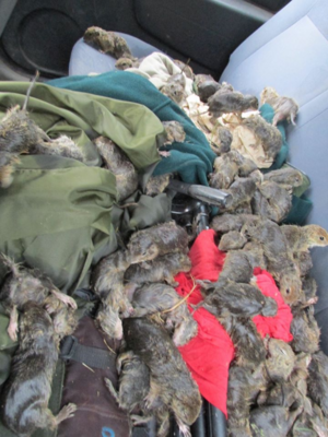 Miniatura: Wolontariusze ruszyli na ratunek topiącym...