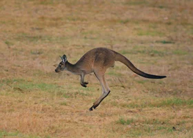 Miniatura: Prawda czy fałsz? 10 pytań z wiedzy ogólnej