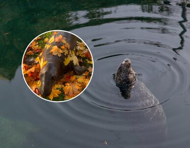 Miniatura: Polskie nagranie z zoo podbija świat. Ma...
