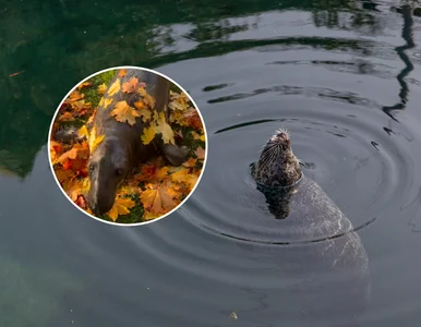 Miniatura: Polskie nagranie z zoo podbija świat. Ma...