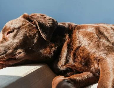 Miniatura: Dlaczego pies drga przez sen? Lekarka...