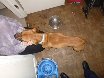 W takim stanie został znaleziony pies Benson 