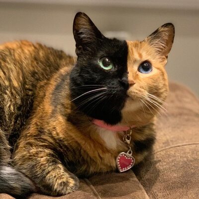 Miniatura: Venus – kotka chimera, której wygląd zachwyca