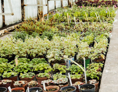 Miniatura: Wystarczy wysiać je w styczniu. Te warzywa...