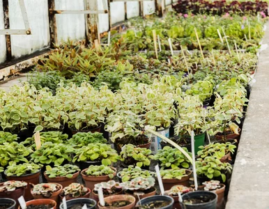 Miniatura: Wystarczy wysiać je w styczniu. Te warzywa...