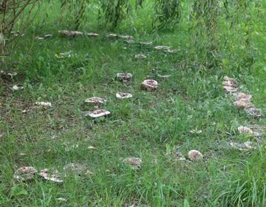 Miniatura: Nietypowe i niepokojące zjawisko w lesie....